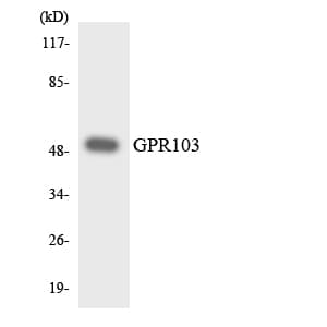 QRFPR / GPR103 Antibody (aa261-310)