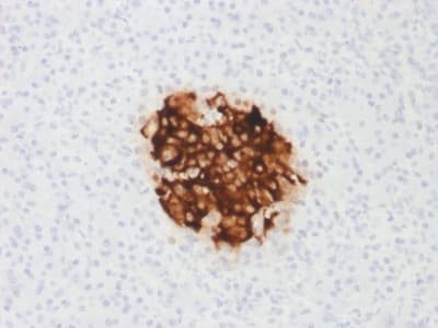 Insulin Antibody (clone rIRDN/805, Azide-free, Carrier-free)