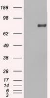 Monoclonal Mouse anti-Human Prominin 2 / PROM2 Antibody (clone OTI14D1, IHC, IF, WB)