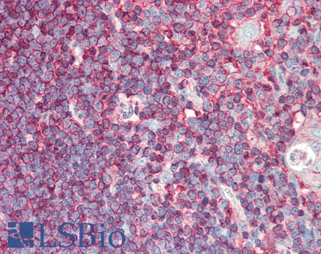 IHC-plus™ ACTB / Beta Actin Antibody (clone 137CT26.1.1)