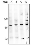 NAK / TBK1 Antibody