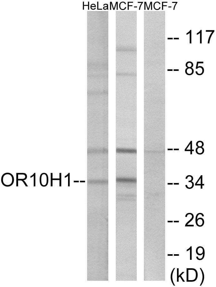 OR10H1 Antibody