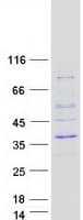 Human ASCL1 / MASH1 Protein (Recombinant Myc-DDK (Flag))