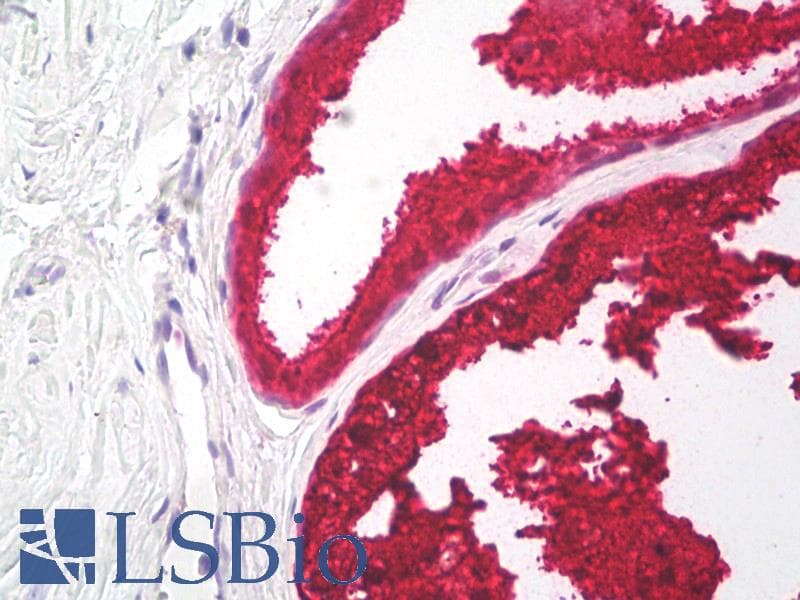PathPlus™ KLK3 / PSA Antibody (clone 2B7)