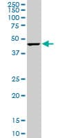 CMAS Antibody (clone 5A2)