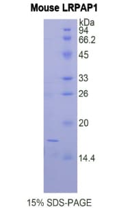 Mouse LRPAP1 Protein (Recombinant His)