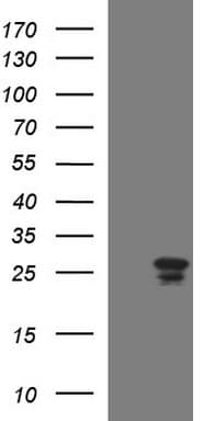 HSCB Antibody (clone OTI2B7)