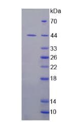 Human IDO1 / IDO Protein (Recombinant His, N-Terminal)