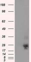 NME4 Antibody (clone OTI1A5)