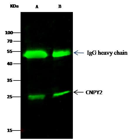 Cnpy2 / TMEM4 Antibody (Preservative Free)