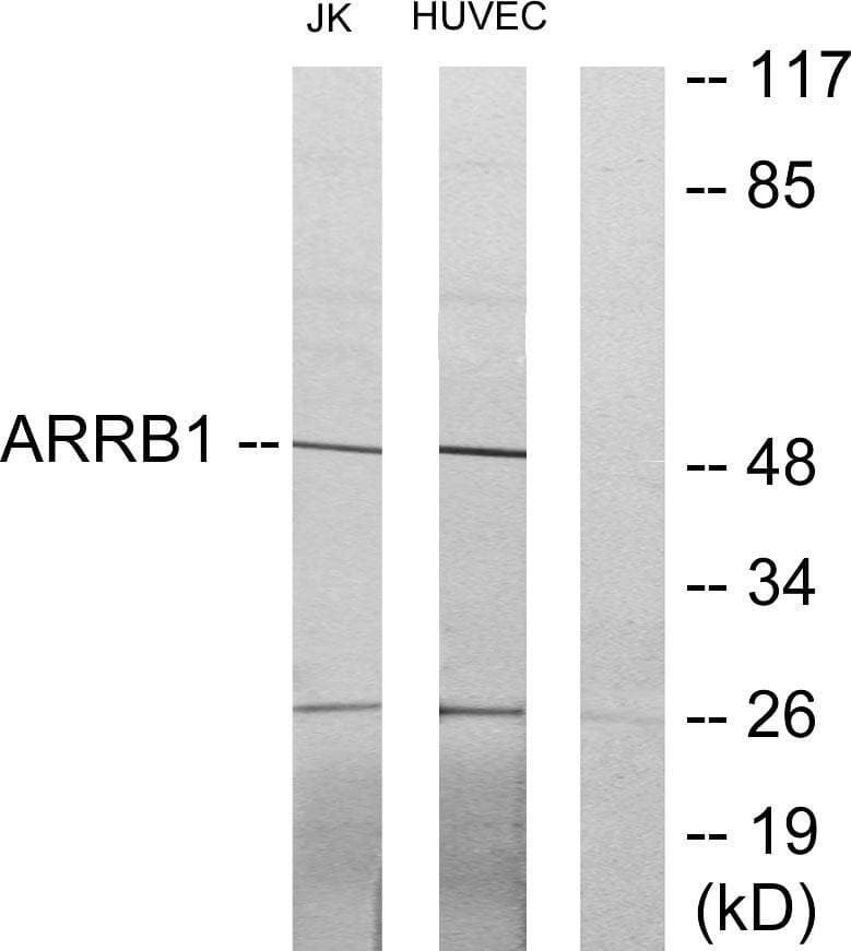 ARRB1 / Beta Arrestin 1 Antibody