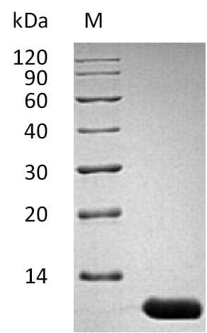 Mouse IL13 Protein (Recombinant)