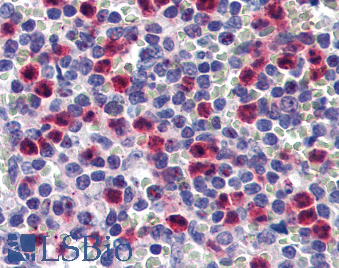 IHC-plus™ AGO2 / EIF2C2 Antibody (clone 2E12-1C9)