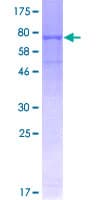 Human VNN1 Protein (Recombinant GST)