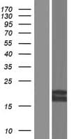 SLMO1 Protein (Over-Expression Lysate Myc-DDK (Flag))