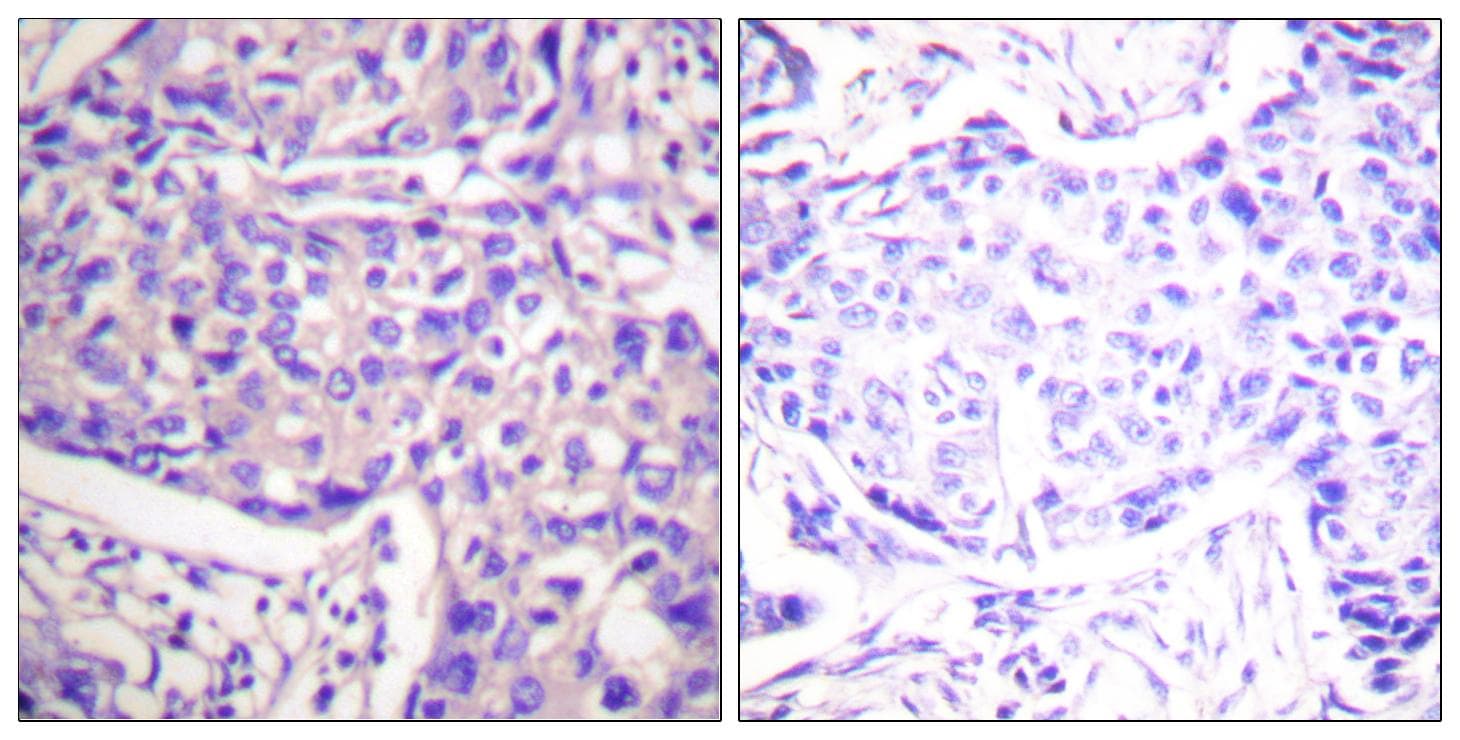 PTEN Antibody (p385)