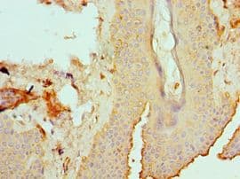 EFNB2 / Ephrin B2 Antibody (aa28-229)