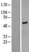 ZNF385B / ZNF533 Protein (Over-Expression Lysate Myc-DDK (Flag))