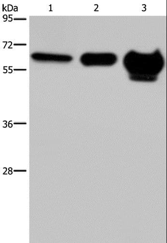 MMP20 Antibody