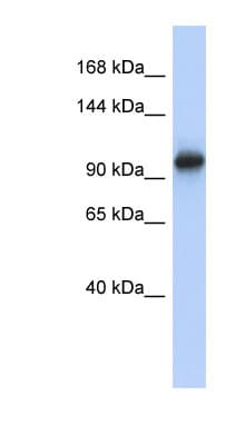 VPS54 Antibody (aa107-156)