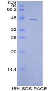 Pig APOA4 Protein (Recombinant His)