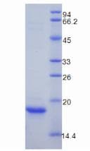 Mouse MB / Myoglobin Protein (Recombinant 6His, N-terminus)
