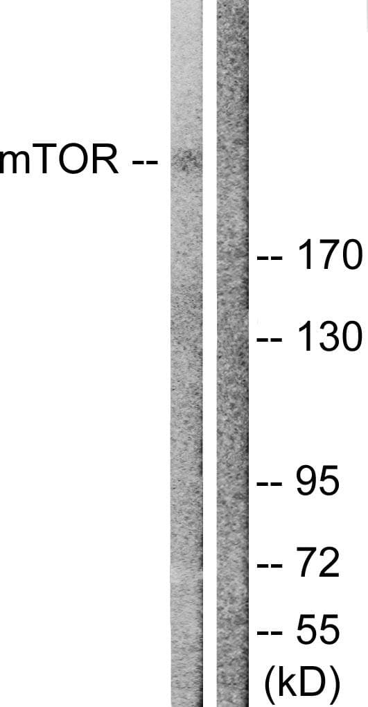 MTOR Antibody (p2446)