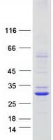Human TMEM163 Protein (Recombinant Myc-DDK (Flag))
