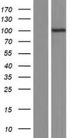 POM121C Protein (Over-Expression Lysate Myc-DDK (Flag))