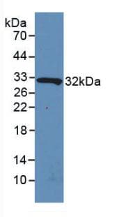 FIG1 / IL4I1 Antibody