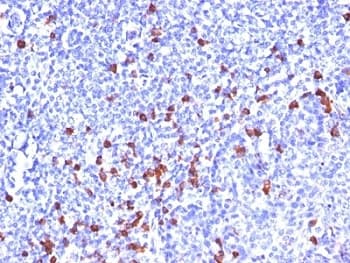 Monoclonal Mouse Anti-Human IgG Secondary Antibody (clone SPM556, IHC, IF)