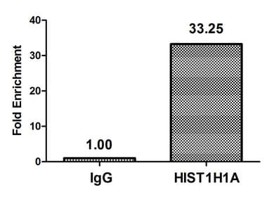 HIST1H1A Antibody