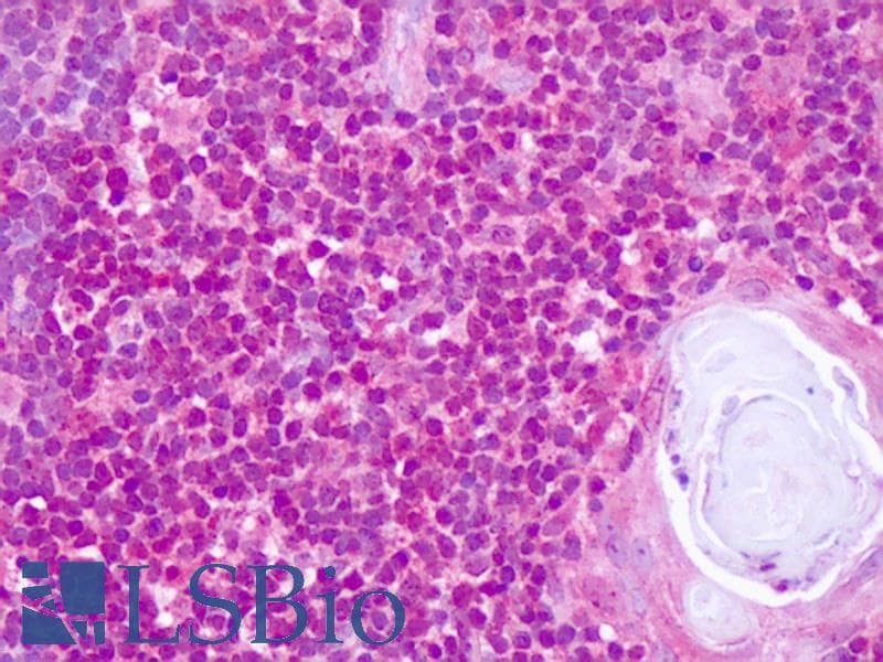 TCF4 Antibody (N-Terminus)