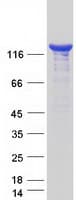 Human PLCG2 / PLC Gamma 2 Protein (Recombinant Myc-DDK (Flag))