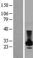 A4 / PLP2 Protein (Over-Expression Lysate Myc-DDK (Flag))