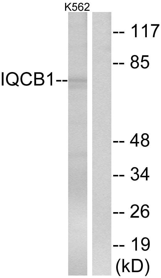 IQCB1 Antibody