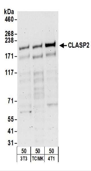 CLASP2 Antibody (aa1025-1075)