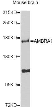 AMBRA1 Antibody