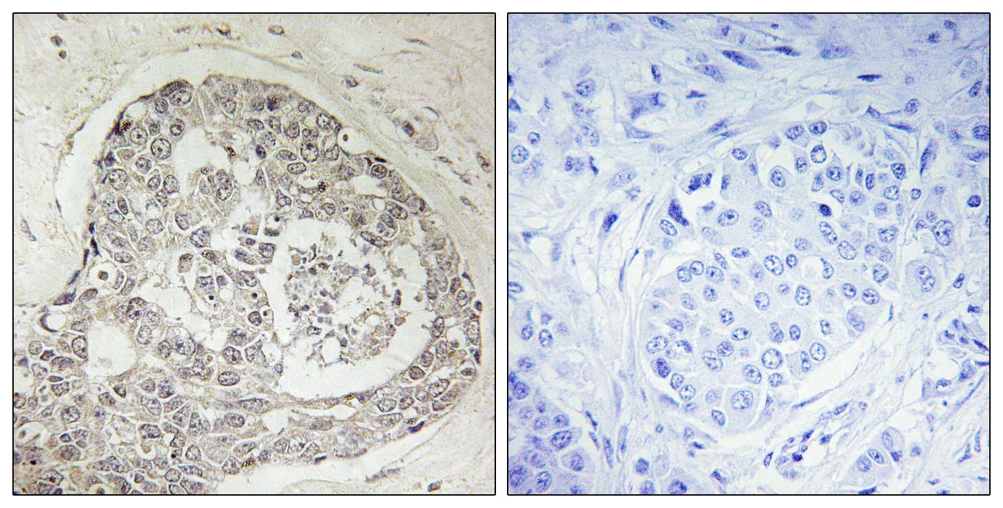 KIAA0100 / BCOX Antibody (aa681-730)