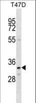 OR4D11 Antibody (aa284-311)