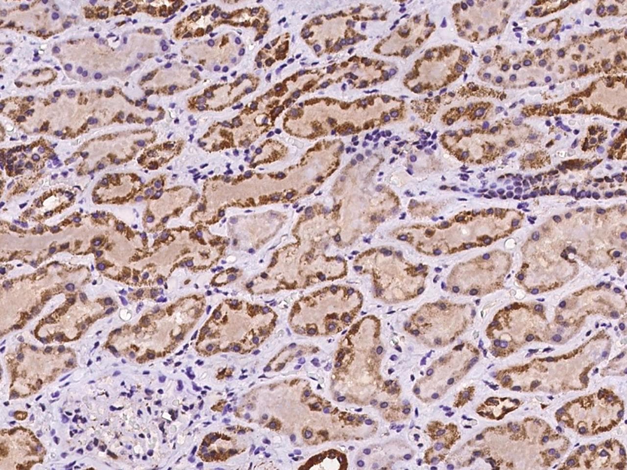 MRPS36 Antibody