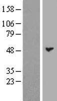 Human BPIFB3 / C20orf185 Protein (Over-Expression Lysate Myc-DDK (Flag))