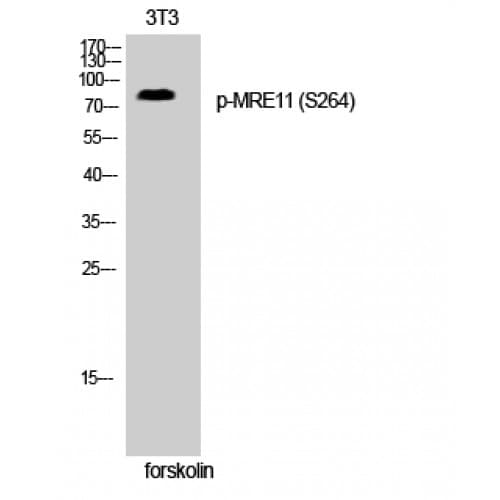 MRE11A / MRE11 Antibody (200-280 aa)