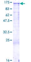 Human COL3A1 / Collagen III Protein (Recombinant GST)
