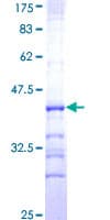 Human GRM5 / MGLUR5 Protein (Recombinant GST, N-terminus)