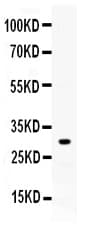 ZWINT Antibody