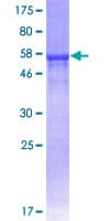 Human CD275 / B7-H2 / ICOS Ligand Protein (Recombinant GST)