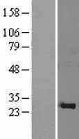 GINS1 / PSF1 Protein (Over-Expression Lysate Myc-DDK (Flag))