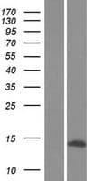 ATPase Subunit G / ATP5L Protein (Over-Expression Lysate Myc-DDK (Flag))