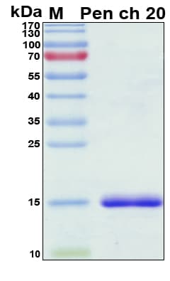 Penicillium chrysogenum Pen ch 20 Protein (Recombinant His, N-Terminal)
